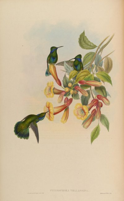 Petasophora thalassina by John Gould